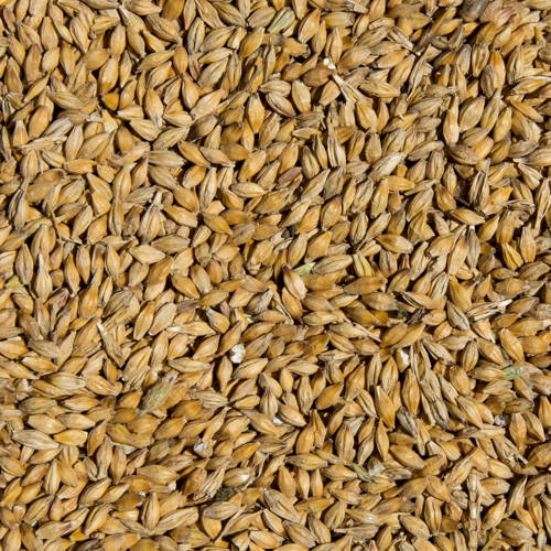 malt